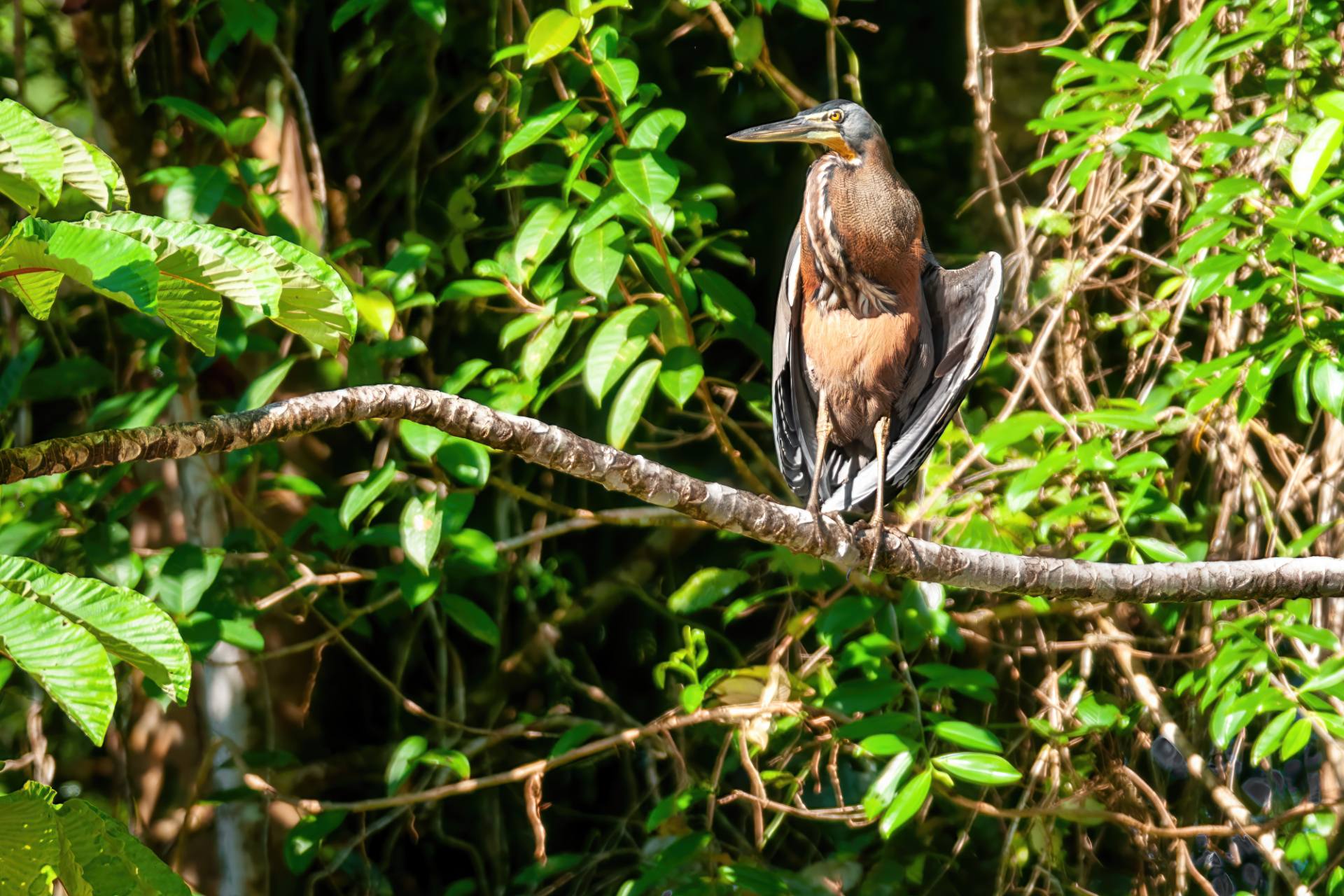 Mexikanischer Tigerreiher oder auch Nacktkehlreiher (Tigrisoma mexicanum)